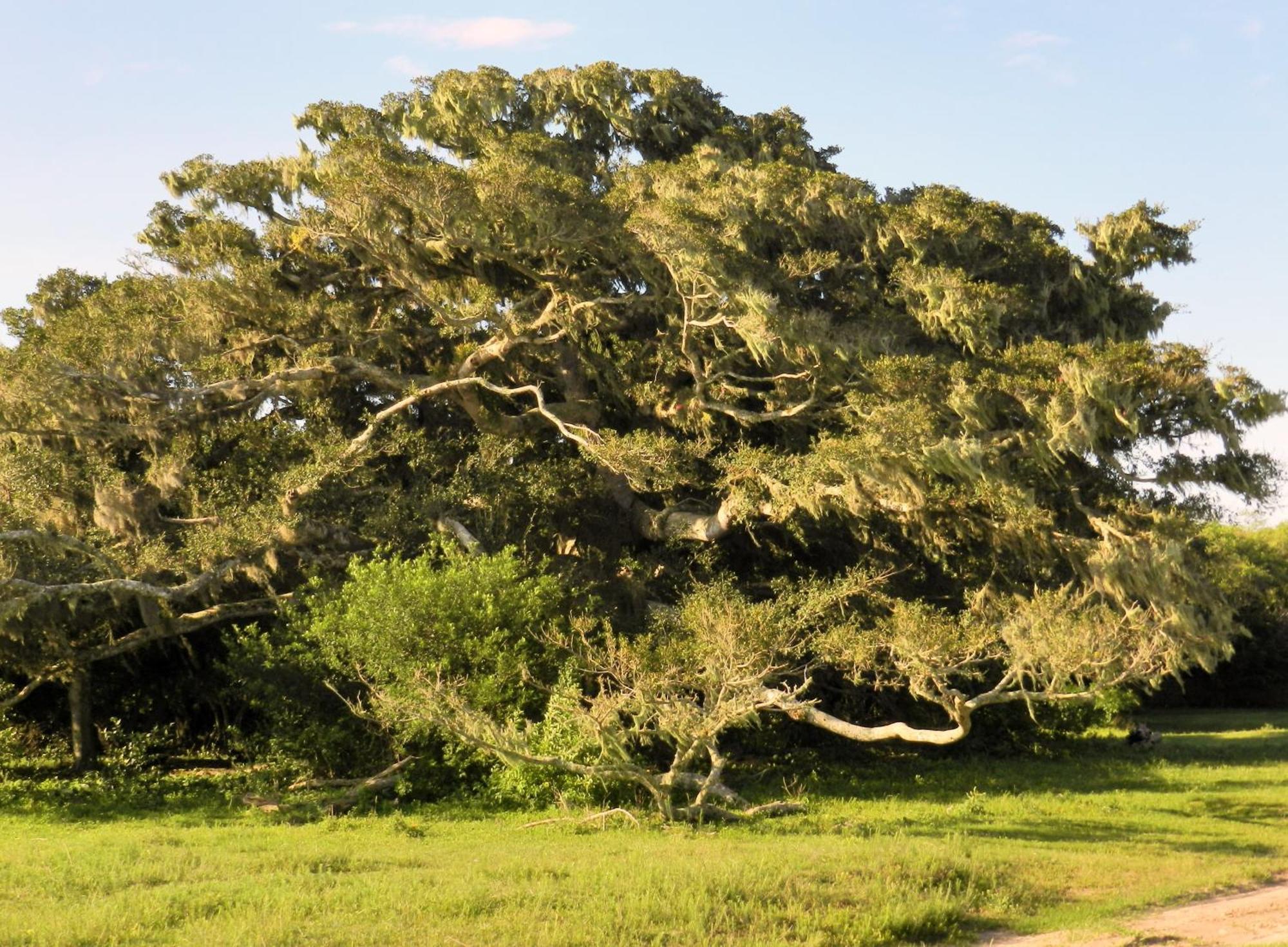 Aldeia Santuario Das Aves Tavares Oda fotoğraf