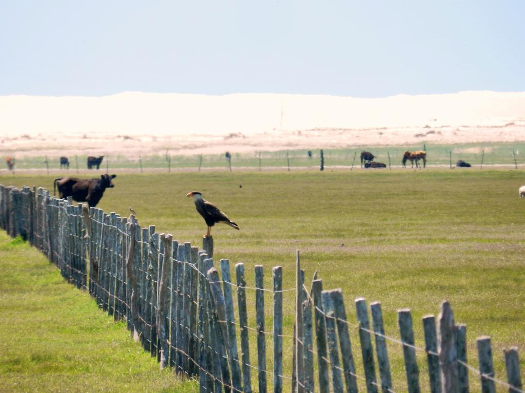 Aldeia Santuario Das Aves Tavares Dış mekan fotoğraf